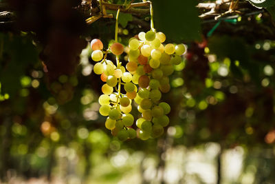 Close-up of grapes growing in vineyard