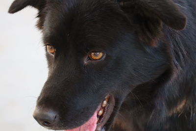 Close-up of black dog