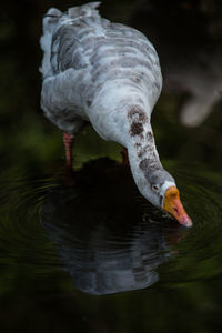 Duck drinking water in a lake