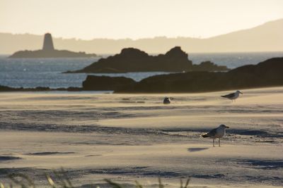 Seagulls on beach