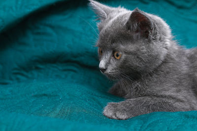 Close-up of a cat looking away