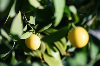 Close-up of fruits on tree