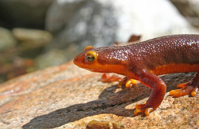 Close-up of lizard on rock