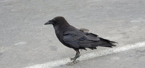 High angle view of bird perching on land