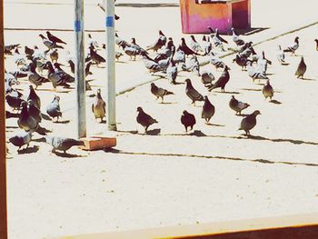 Birds perching on railing