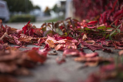 Close-up of maple leaves fallen on tree