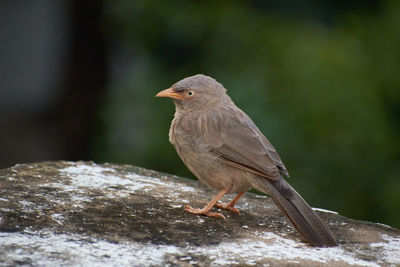 Close-up of bird perching on rock