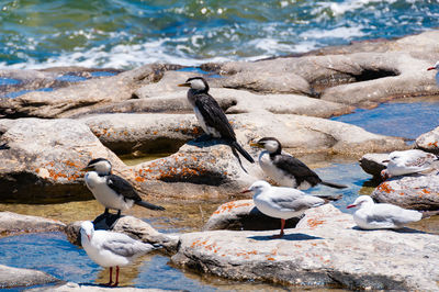 Little pie cormorant birds and seagulls on the rocks. wildlife nature background