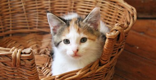 Portrait of kitten in basket