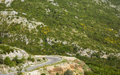 High angle view of road amidst trees