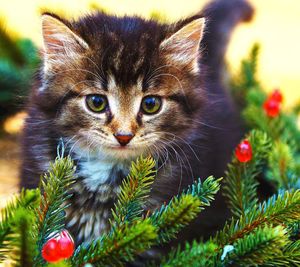 Portrait of cat with christmas tree