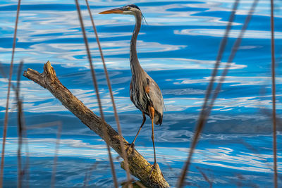 View of birds on lake