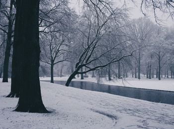 Bare trees on snow covered landscape