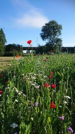 Red flowering plants on field