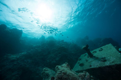 School of fish swimming in sea