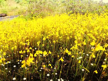 Close-up of yellow flowering plants in field