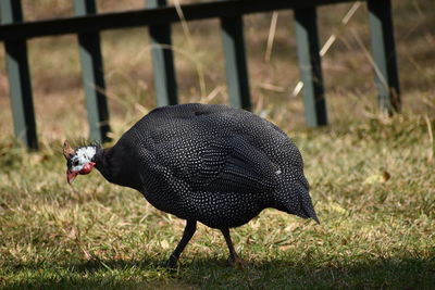 Guinea fowl searching for food