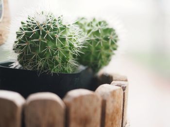 Close-up of cactus plant in pot