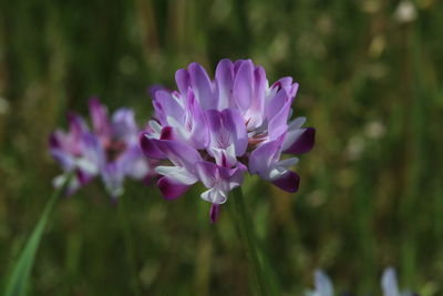 Close-up of purple flower on field