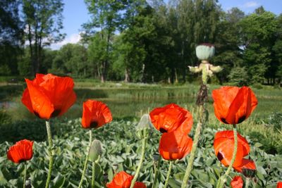 Close-up of red poppy flowers growing on field