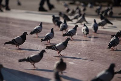 Flock of pigeons perching on wood