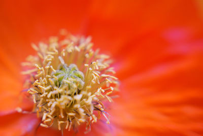 Close-up of pollen