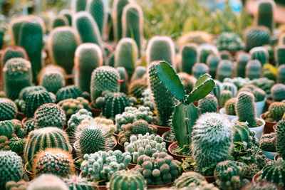 Close-up of succulent plant for sale in market