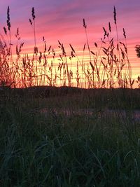 Scenic view of grassy field against sky at sunset