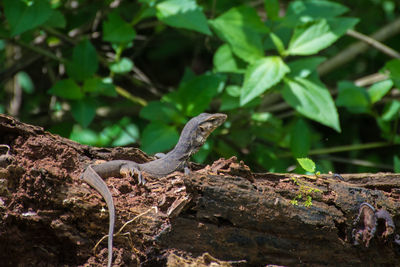 Close-up of a reptile on tree