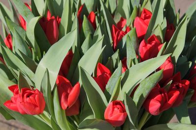 Close-up of red tulips