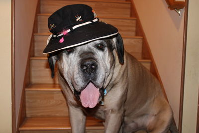 Portrait of dog sticking out tongue at home