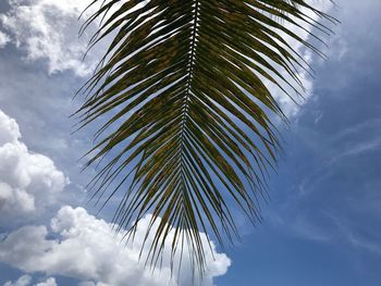 Low angle view of palm tree against sky