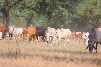 Cows standing in a field