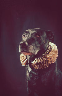 Close-up of dog against black background