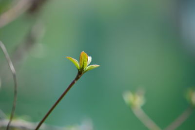 Close-up of small plant