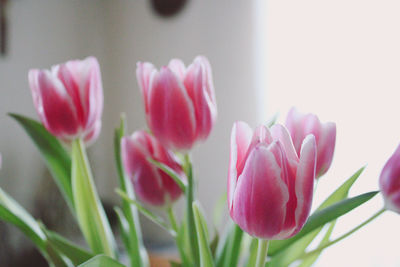 Close-up of pink tulips