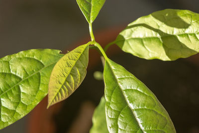 Close-up of green leaves