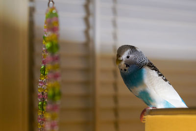 Close-up of parrot perching on a flower