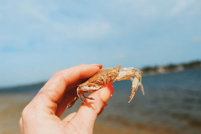 Close-up of hand holding a beach