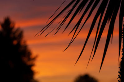 Close-up of silhouette plants against orange sky