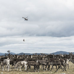 Reindeers in mountains