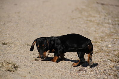 Black dog walking on field