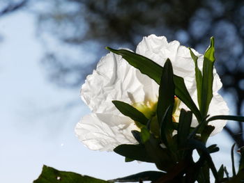 Low angle view of white flowering plant