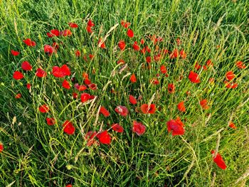 Red poppy in field