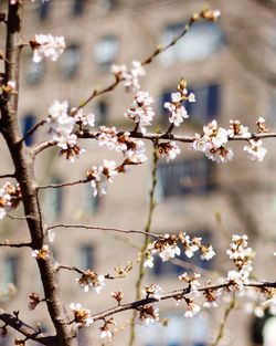 Close-up of cherry blossoms in spring