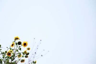 Sunflowers growing against clear sky