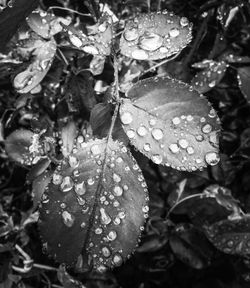 Close-up of water drops on leaves