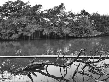 Scenic view of lake in forest