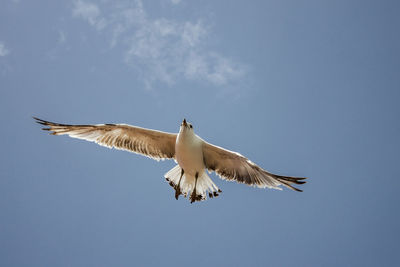Low angle view of bird flying against clear sky