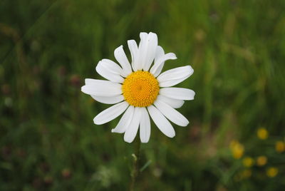 Close-up of white daisy blooming outdoors